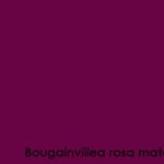 Bougainvillea-rosa